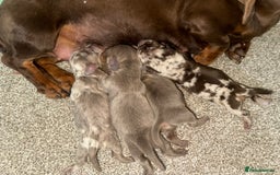 Dachshund dogs for stud: *Stud Only* Isabella Dapple Miniture Dachaund in Doncaster - Image 4