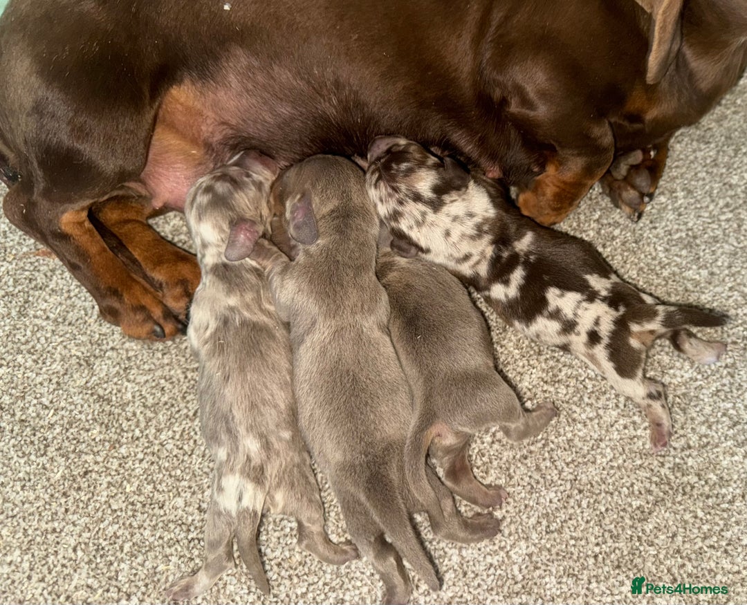 Dachshund dogs for stud: *Stud Only* Isabella Dapple Miniture Dachaund in Doncaster - Image 4