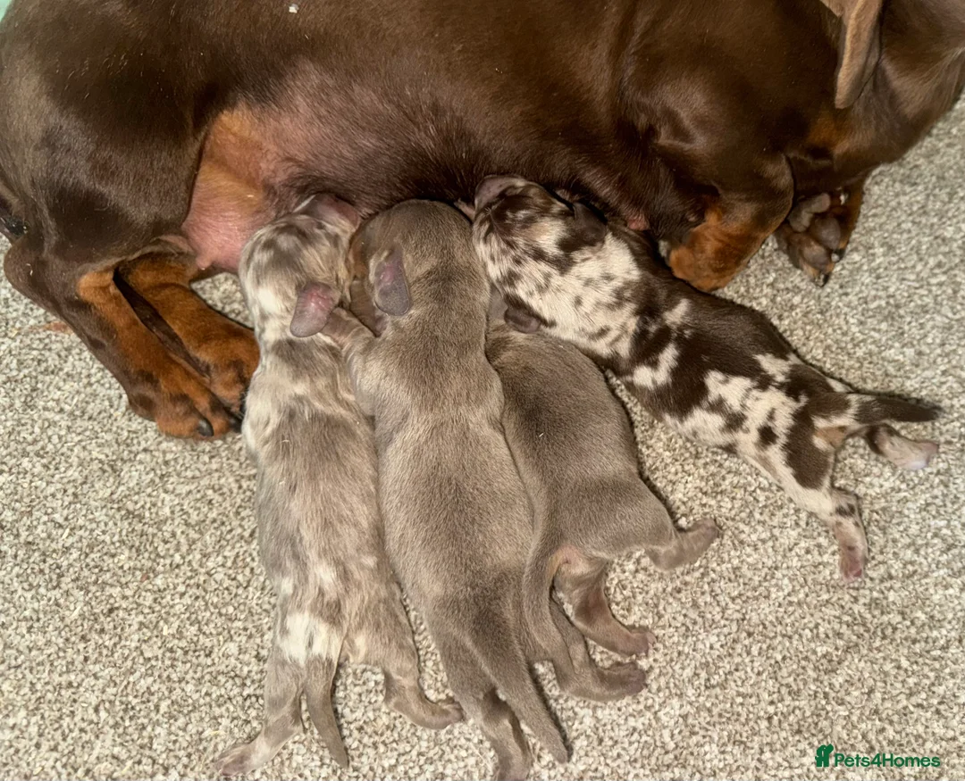Dachshund dogs for stud: *Stud Only* Isabella Dapple Miniture Dachaund in Doncaster - Advert 5
