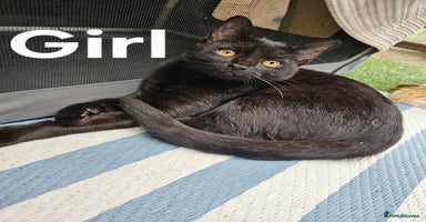 British Shorthair cats - Advert 8