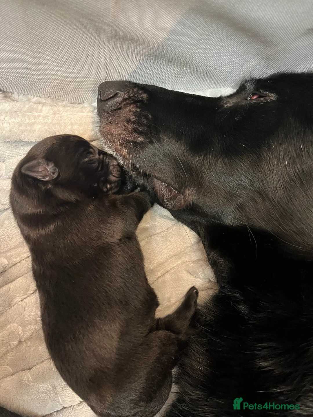 German Shepherd dogs for sale: Solid black German Shepard for sale  - Advert 1