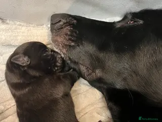 German Shepherd dogs Solid black German Shepard for sale - Advert 1