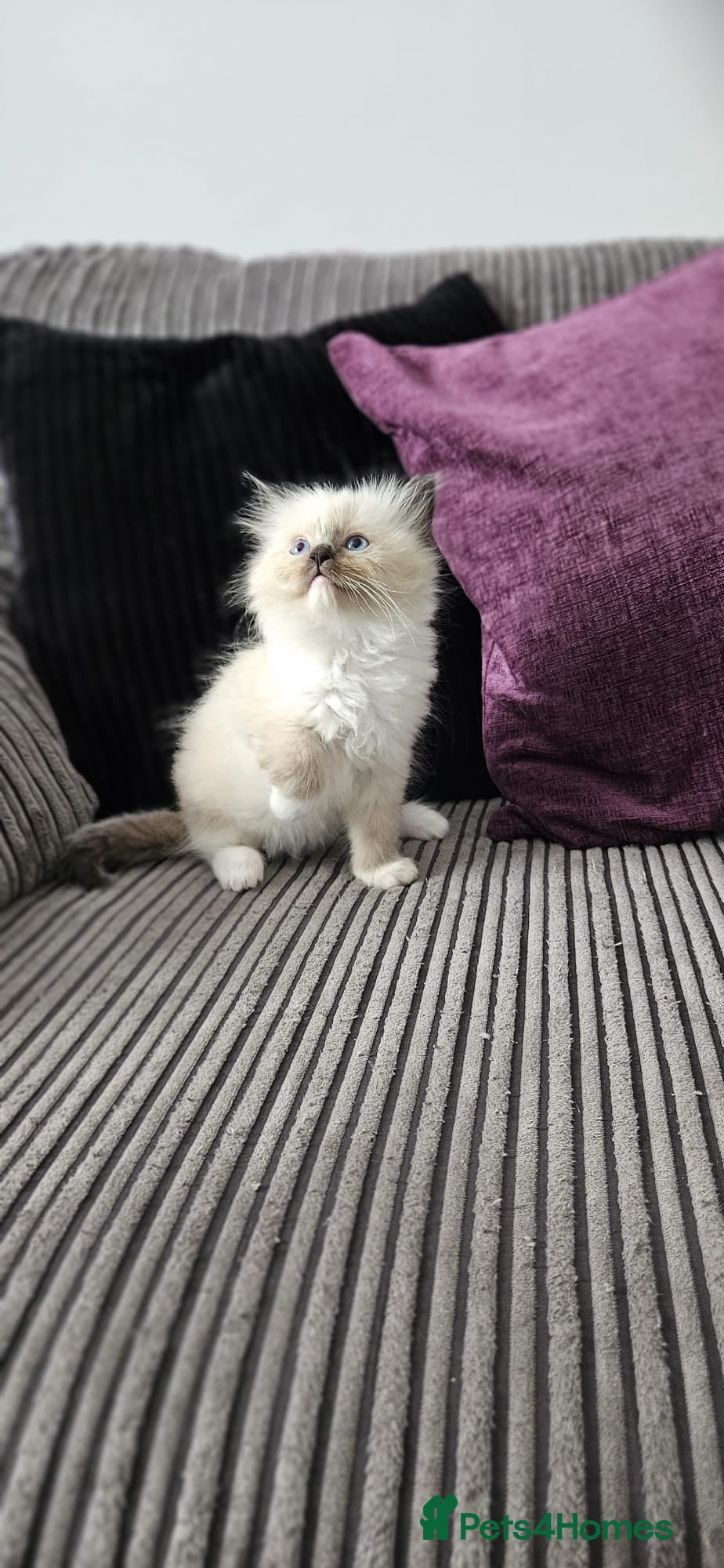 Ragdoll cats Stunning ragdoll kittens looking for new homes - Advert 16