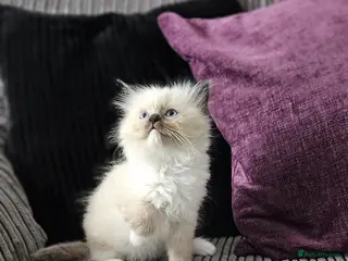 Ragdoll cats Stunning ragdoll kittens looking for new homes - Advert 16