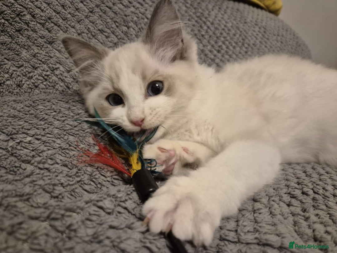 Ragdoll cats for sale: 1 Male Tica Registered Available. Ready Now - Advert 11