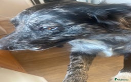 Mixed Breed dogs for sale: Aussie shepherd/staffy - Image 26