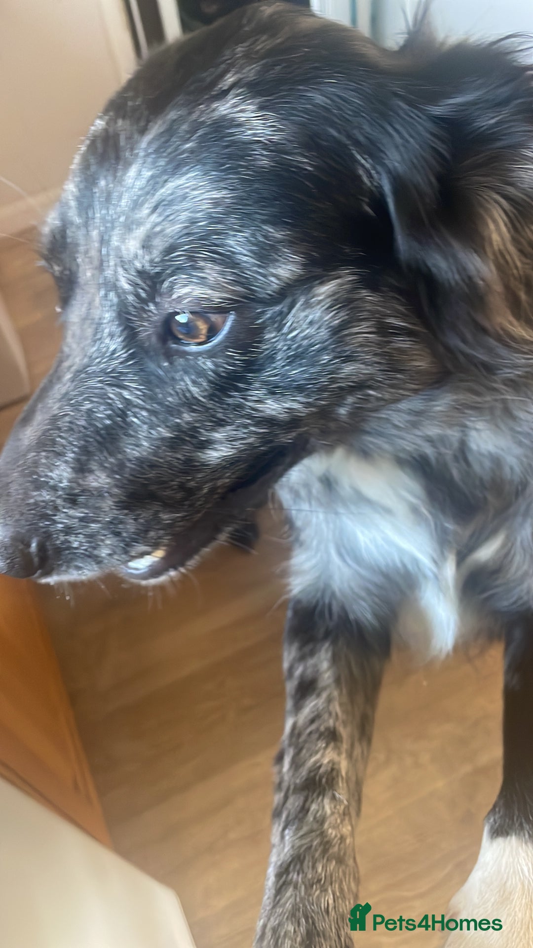 Mixed Breed dogs for sale: Aussie shepherd/staffy - Image 26