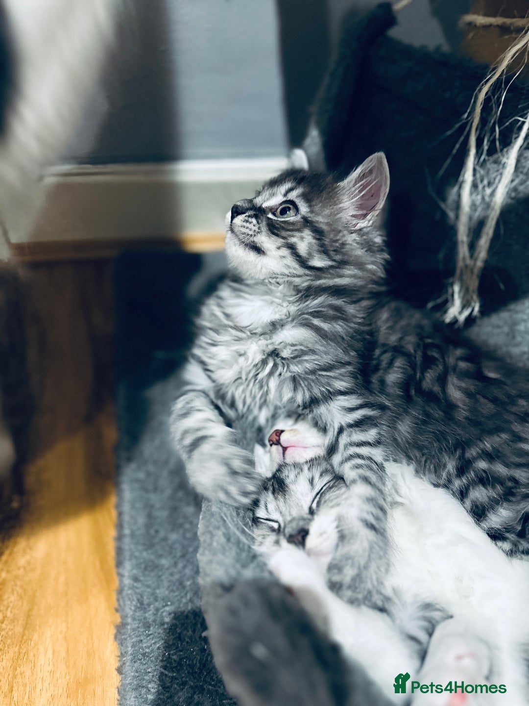 Norwegian Forest Cat cats for sale: Gorgeous Kittens Ready for Their Forever Homes 🐾 - Advert 3