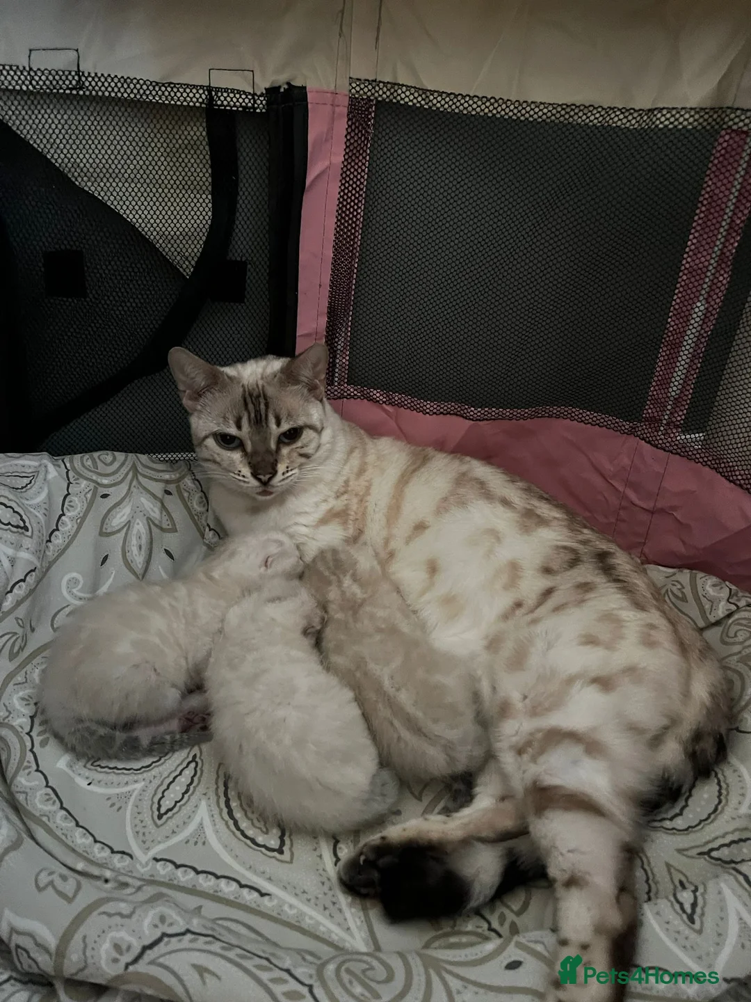 Bengal cats for stud: Impressive Stud Bengal TICA WCF reg in Harlow - Advert 32