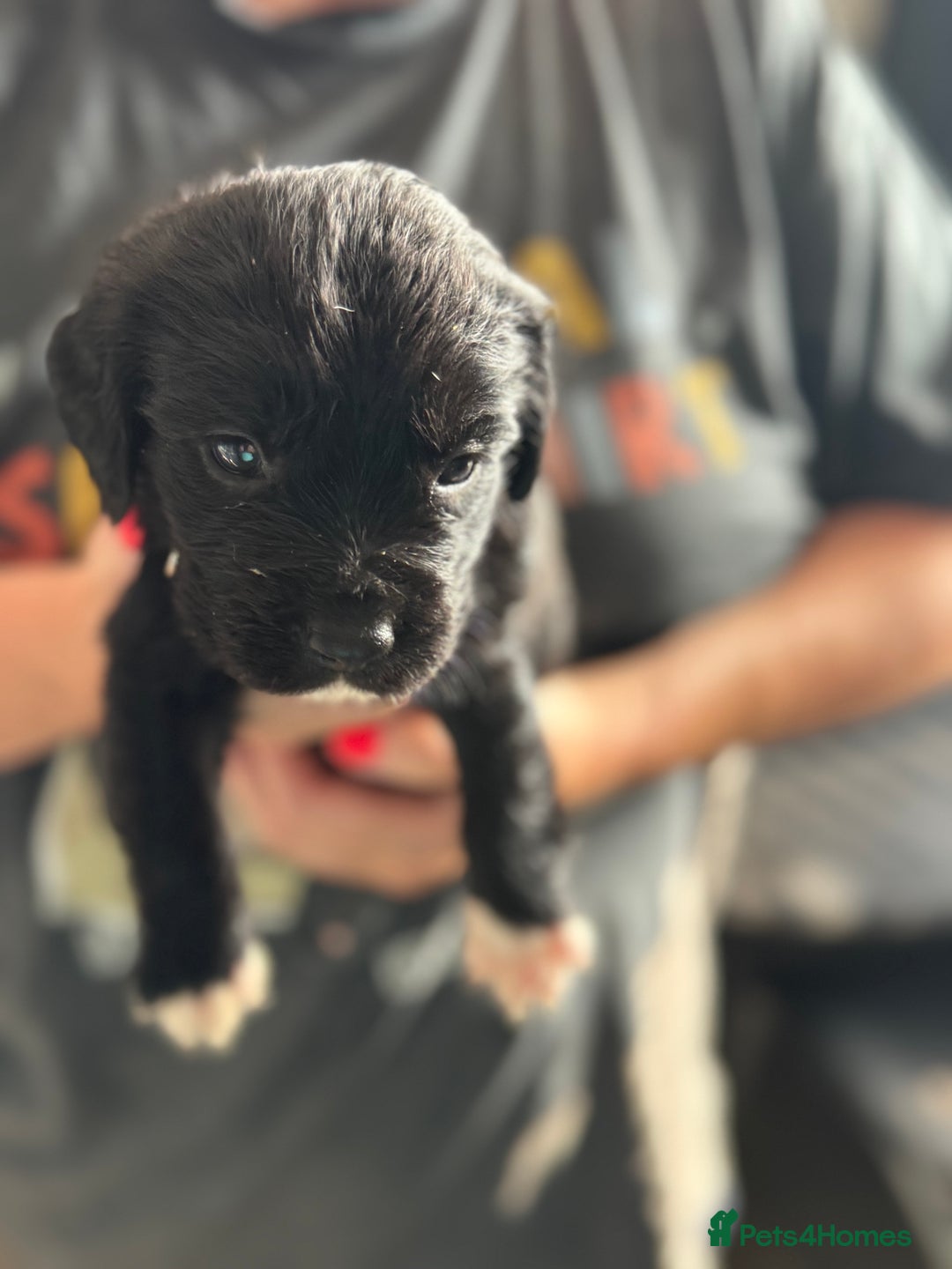 Mixed Breed dogs for sale: American bulldog (not bully) x cocker spaniel  - Image 4