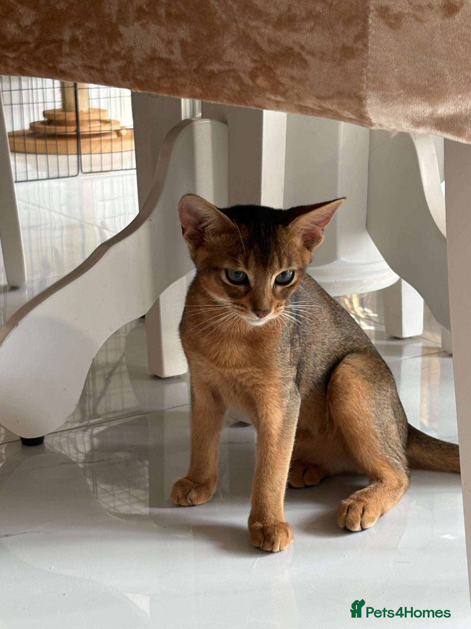 Abyssinian cats Beautiful abyssinian kittens - Advert 3