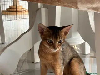 Abyssinian cats Beautiful abyssinian kittens - Advert 3