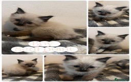 Ragdoll cats for sale: Pedigree Ragdoll Kittens HCM/PKD clear  - Image 10