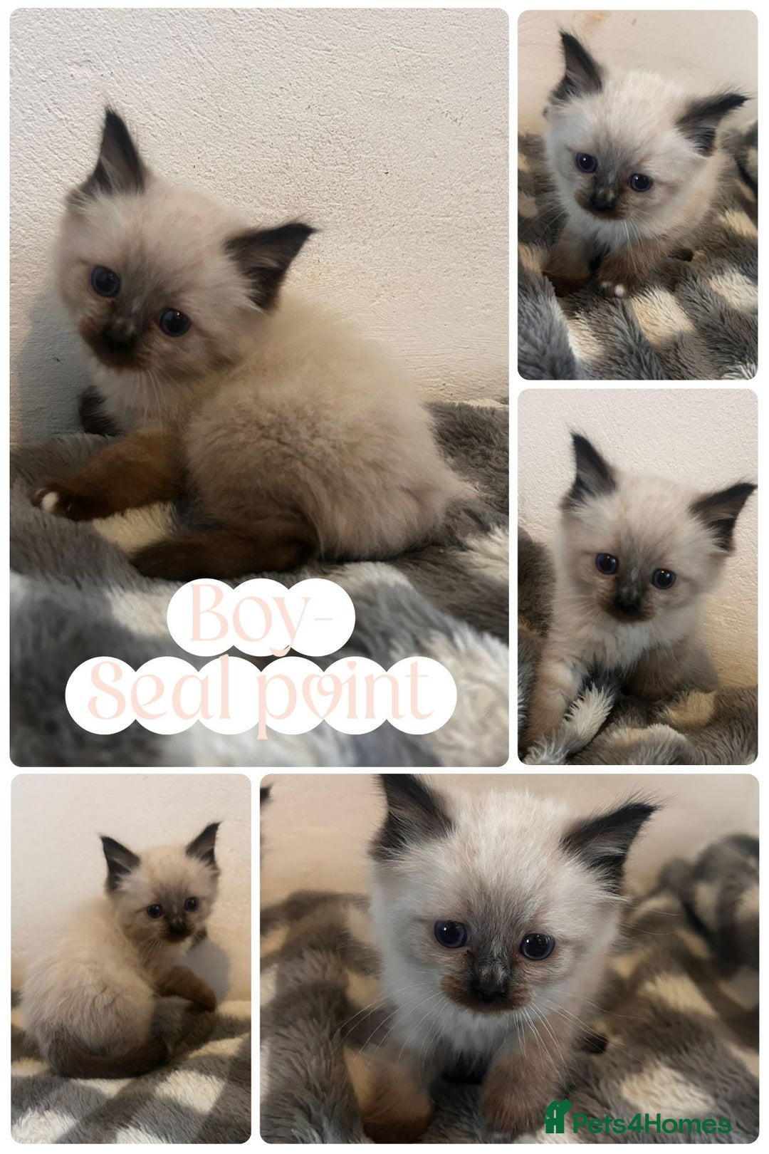 Ragdoll cats for sale: Pedigree Ragdoll Kittens HCM/PKD clear  - Image 10
