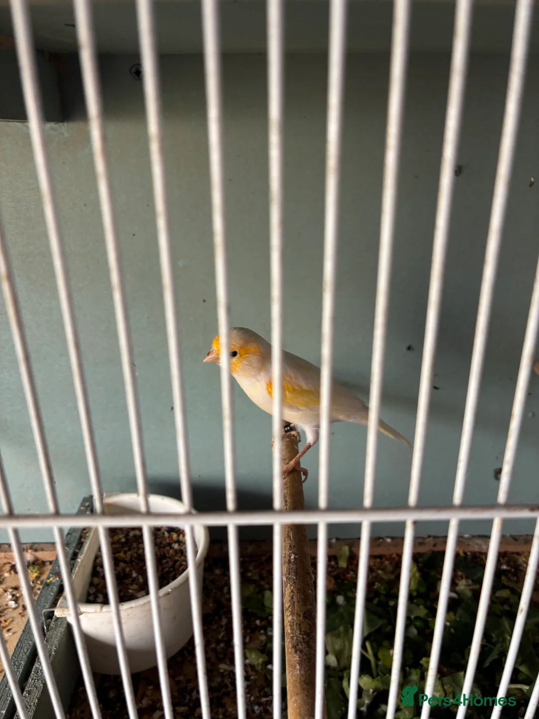 Canaries birds for sale: Canarys  - Advert 3