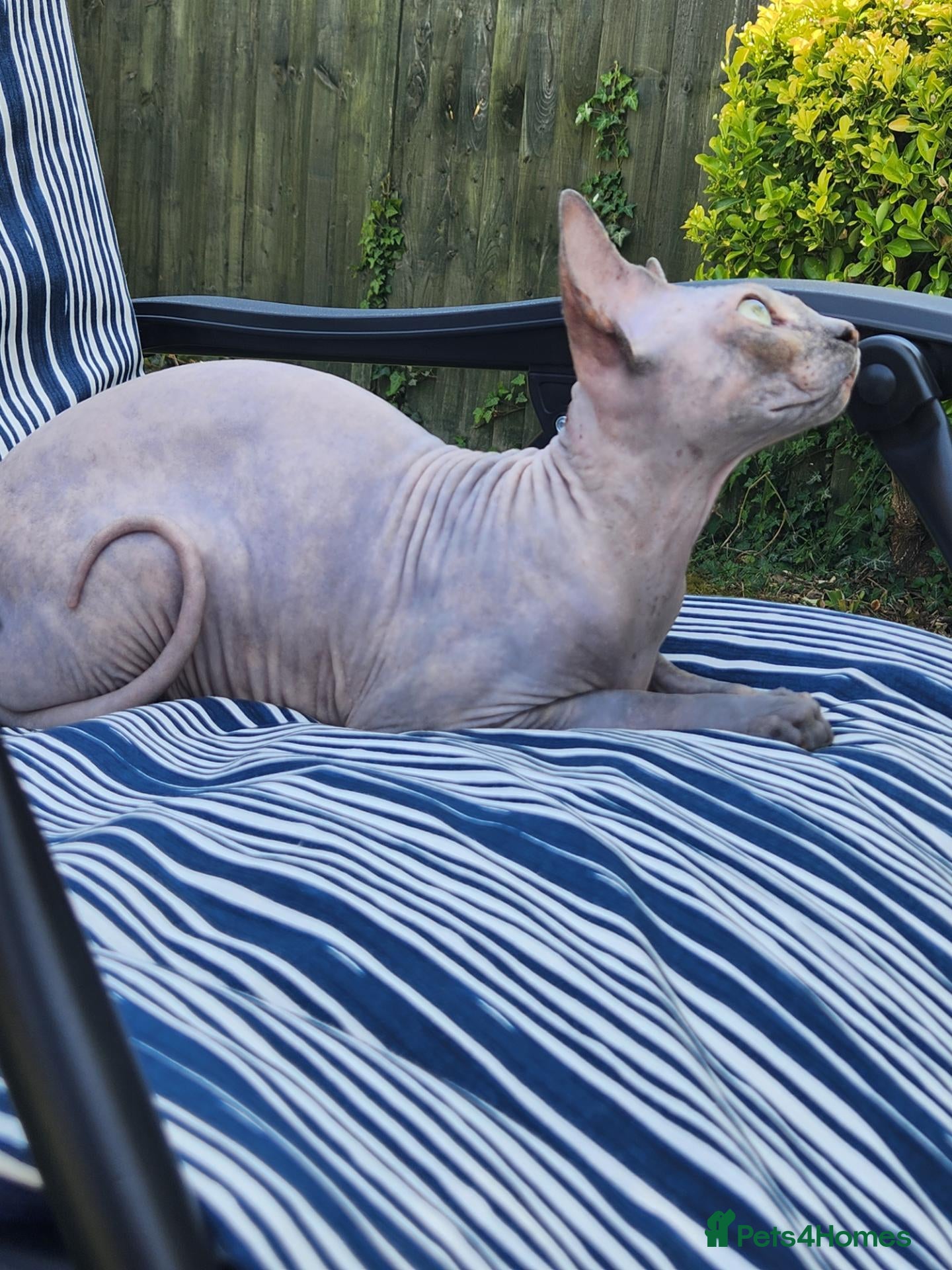 Sphynx cats Have 3 beautiful Canadian Sphynx - Advert 6