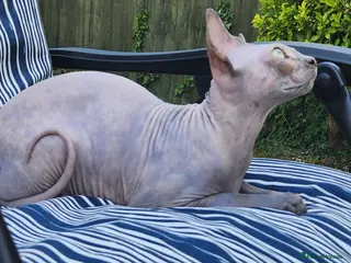 Sphynx cats Have 3 beautiful Canadian Sphynx - Advert 6