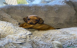 Miniature Dachshund dogs for sale: Stunning Miniature dachshund puppies  - Image 5