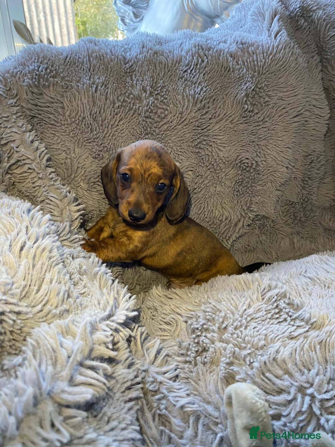 Miniature Dachshund dogs for sale: Stunning Miniature dachshund puppies  - Image 5