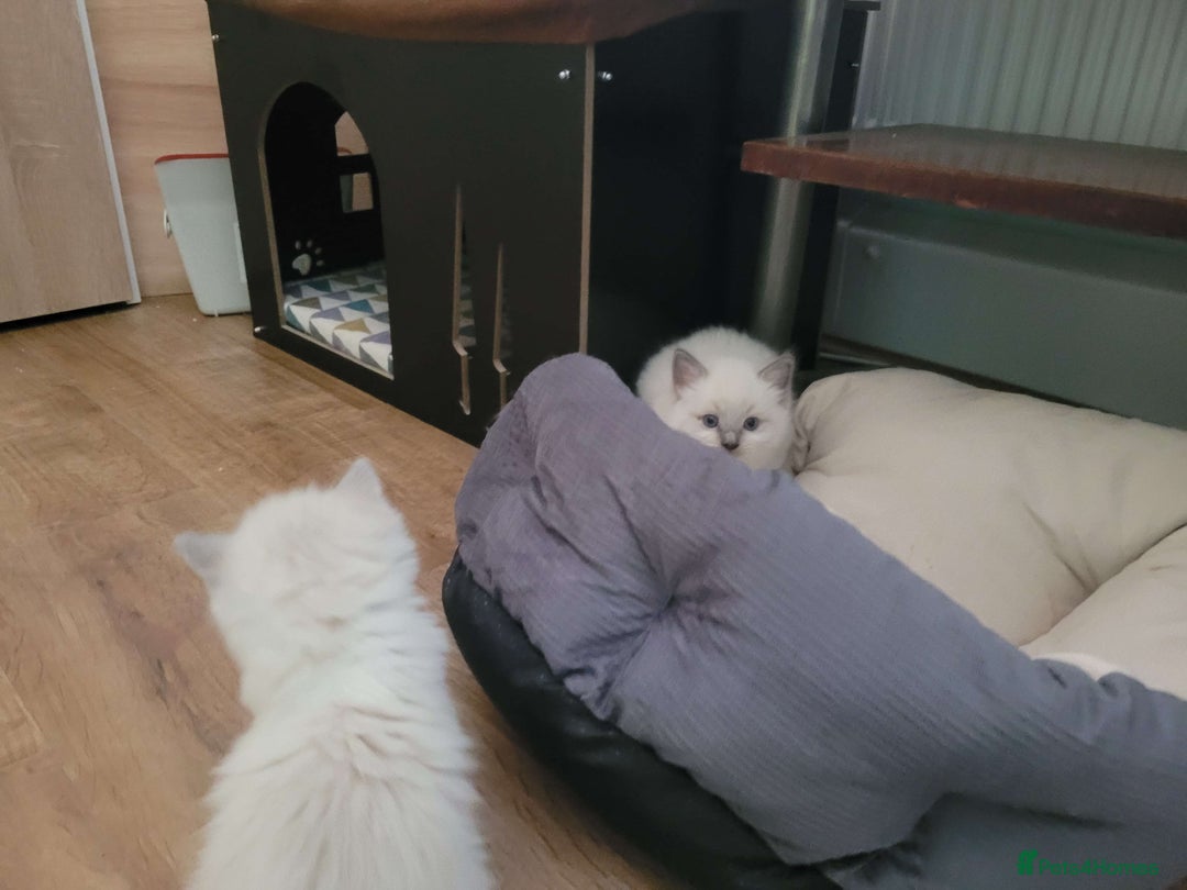Ragdoll cats for sale: Litter of Five Gorgeous Ragdoll Kittens! - Image 8