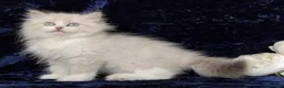Siberian cats for sale: GCCF Registered Siberian Kitten For Sale  - Advert 2