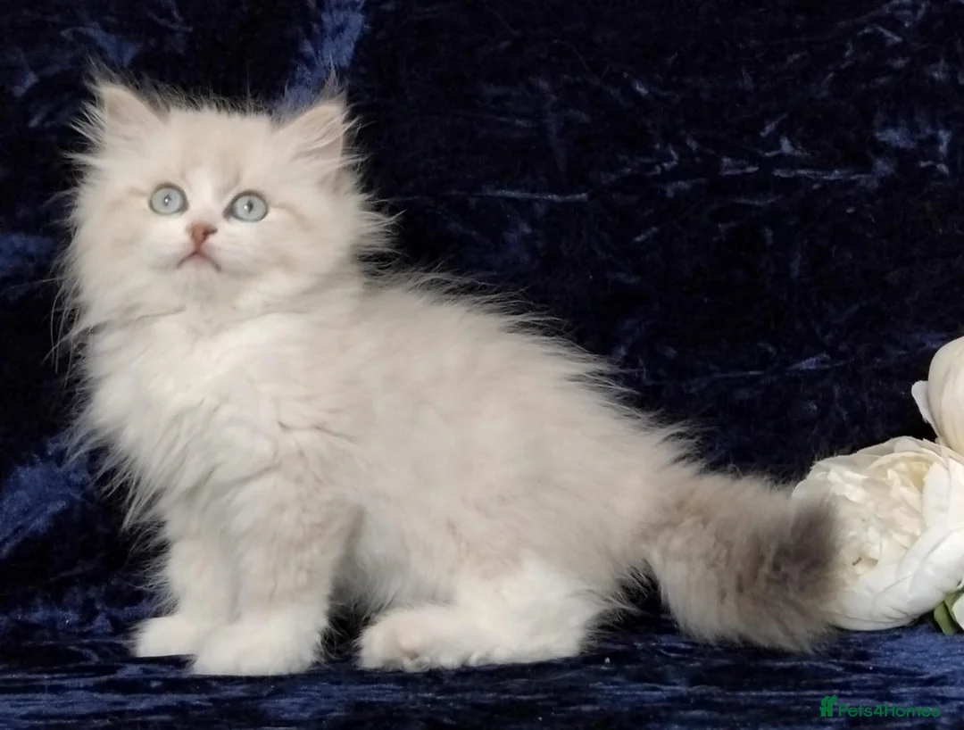 Siberian cats for sale: GCCF Registered Siberian Kitten For Sale  - Advert 2