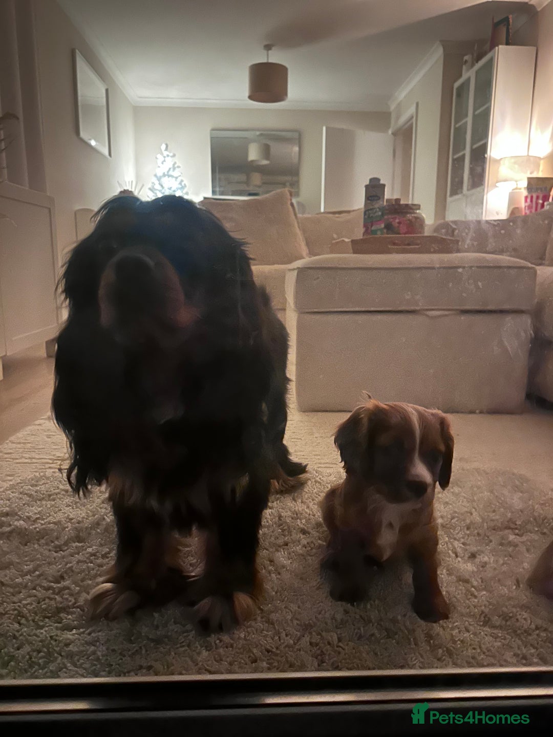 Cavalier King Charles Spaniel dogs for sale: Ruby King Charles puppy for rehoming  - Advert 2