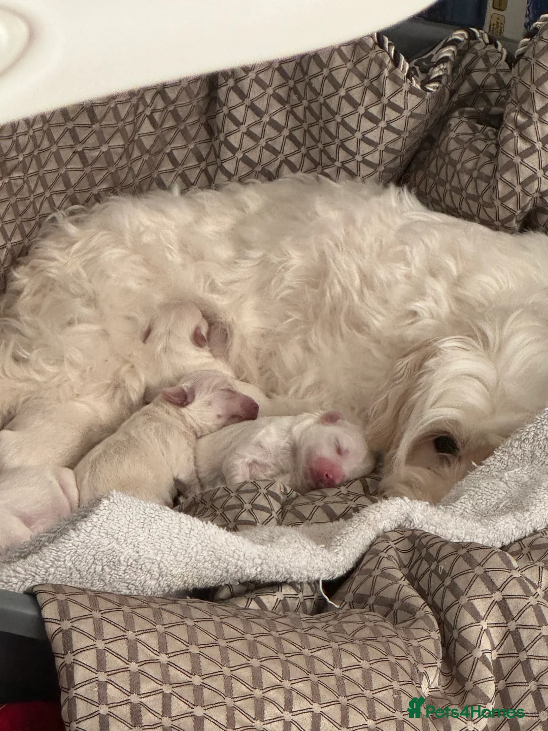 Maltese dogs for sale: Beautiful Maltese puppies for sale - Advert 1