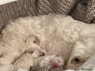 Maltese dogs Beautiful Maltese puppies for sale - Advert 2