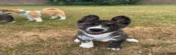Akita dogs for sale: American akita - Advert 4