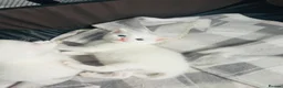 Turkish Van cats for sale: Beautiful Turkish van kittens for sale.  - Advert 28