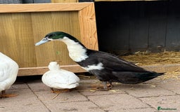 Ducks poultry for sale: Runner Ducks & Call Duck - Image 3