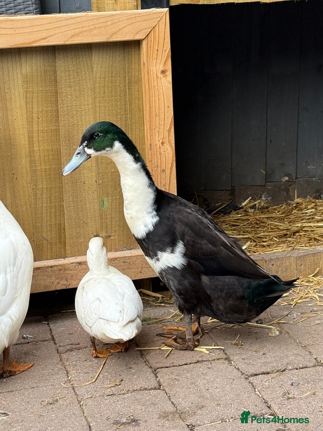 Ducks poultry for sale: Runner Ducks & Call Duck - Image 3