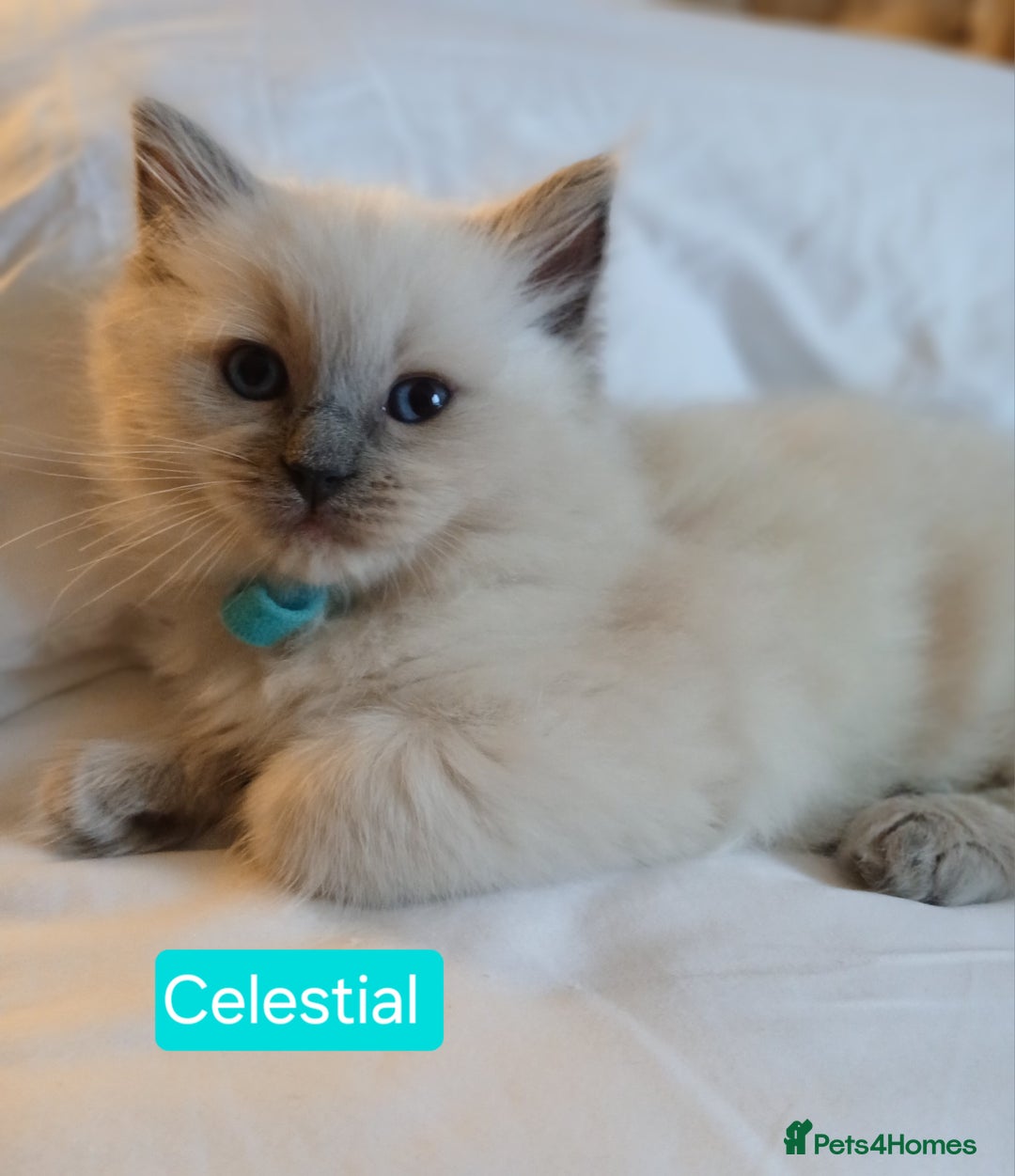 Ragdoll cats for sale: 6 Adorable 1/2 Pedigree Ragdoll Kittens 💗  - Advert 2