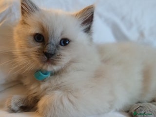 Ragdoll cats 6 Adorable 1/2 Pedigree Ragdoll Kittens💗🎄💗 - Advert 5