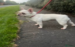 French Bulldog dogs for sale: forever home needed for this beautiful girl  - Image 2