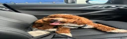 Cockapoo dogs for sale: F1B Cockapoo 8 months old  in Huddersfield - Advert 4
