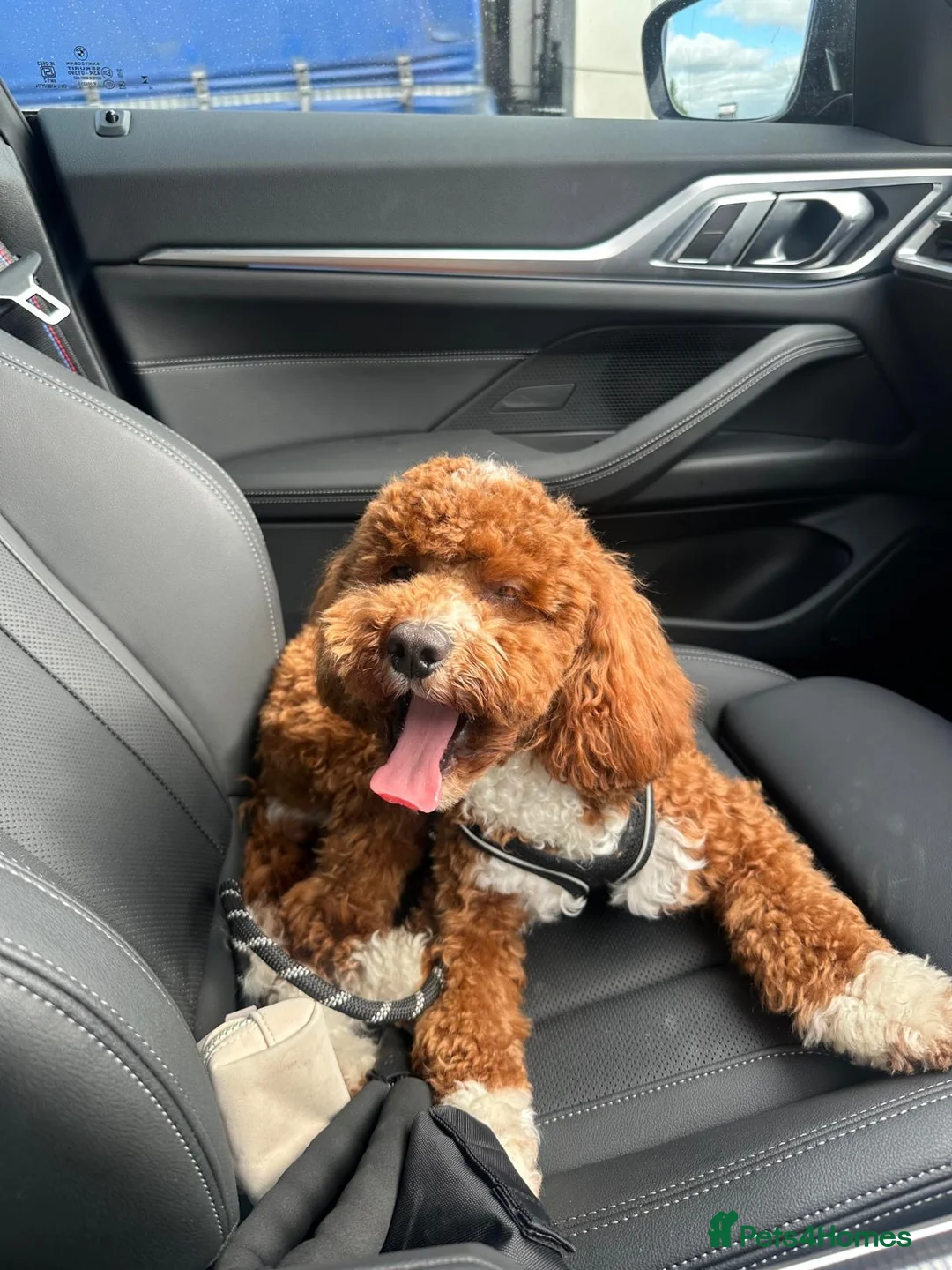 Cockapoo dogs for sale: F1B Cockapoo 8 months old  in Huddersfield - Advert 4