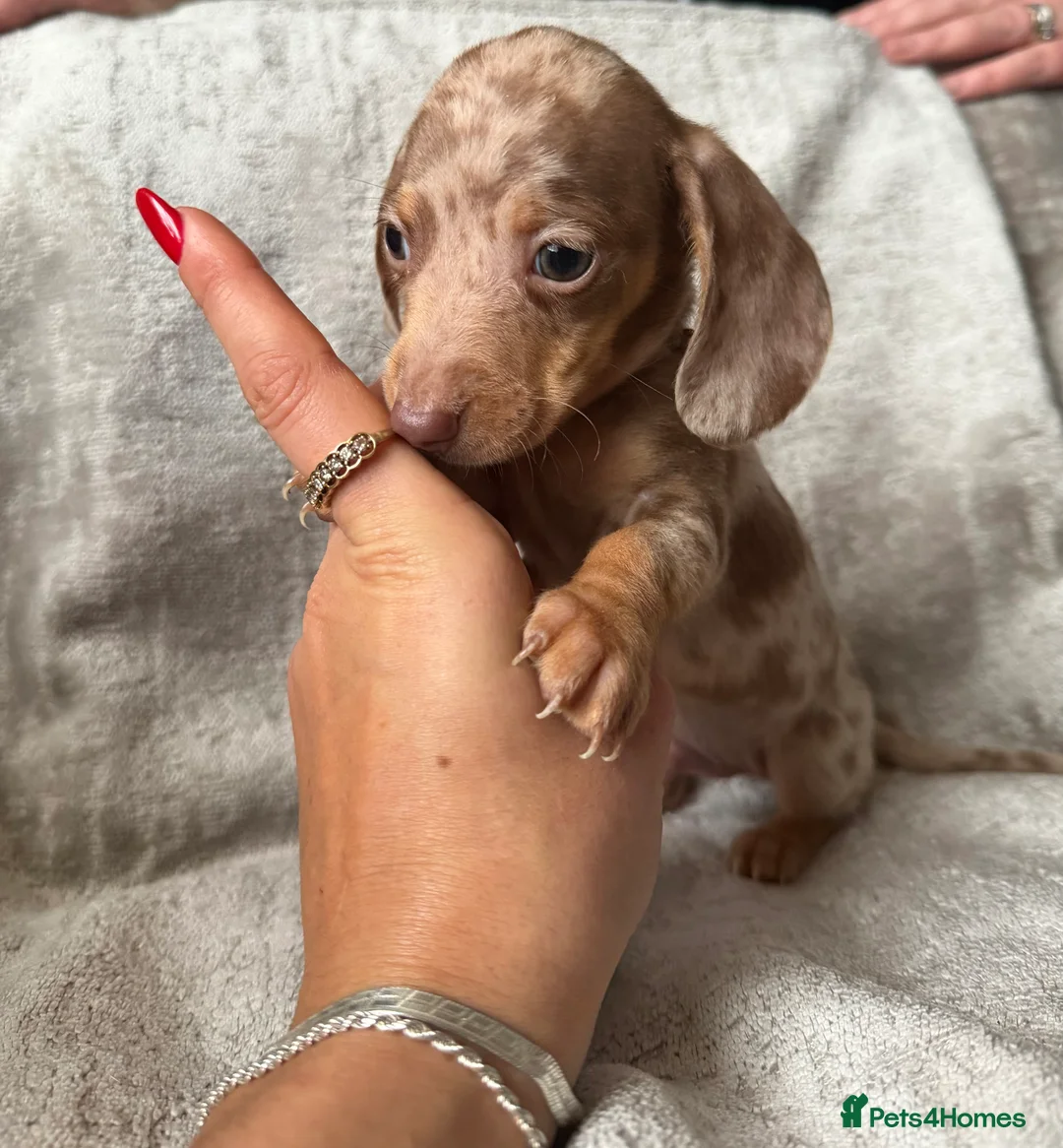 Miniature Dachshund dogs for sale: KC Reg Miniature Dachshunds Dapple Isabella    - Advert 4