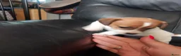 Jack Russell dogs for sale: Jack russell puppies - Advert 4