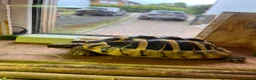 Hermann Tortoise reptiles for sale: Hermanns tortoise - Advert 3