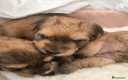 Yorkshire Terrier dogs for sale: Beautiful Chocolate Orange Yorkshire Terriers - Image 4