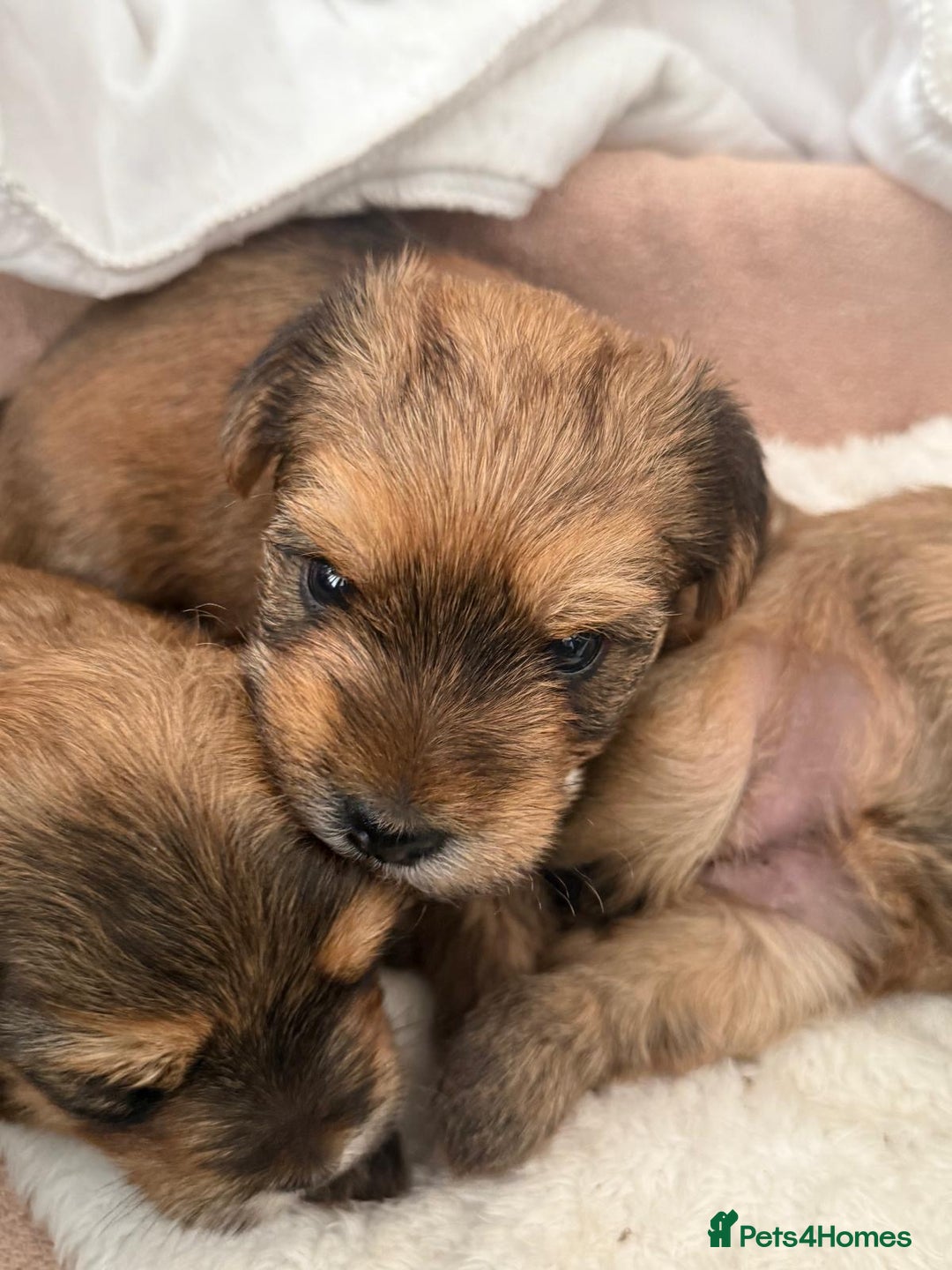 Yorkshire Terrier dogs for sale: Beautiful Chocolate Orange Yorkshire Terriers - Image 4