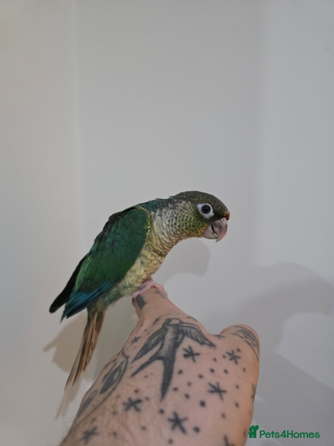 Conures birds for sale: Hand reared conure - Advert 2