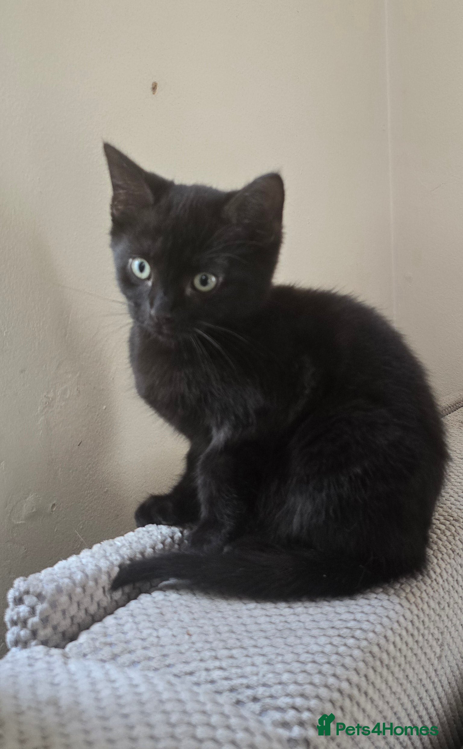 Mixed Breed cats Mixed Breed Kittens Ready Now – 5 Available - Advert 2