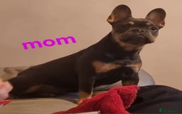 Mixed Breed dogs for sale: FROCKERS. (French bulldog cross cocker spaniel) - Image 16