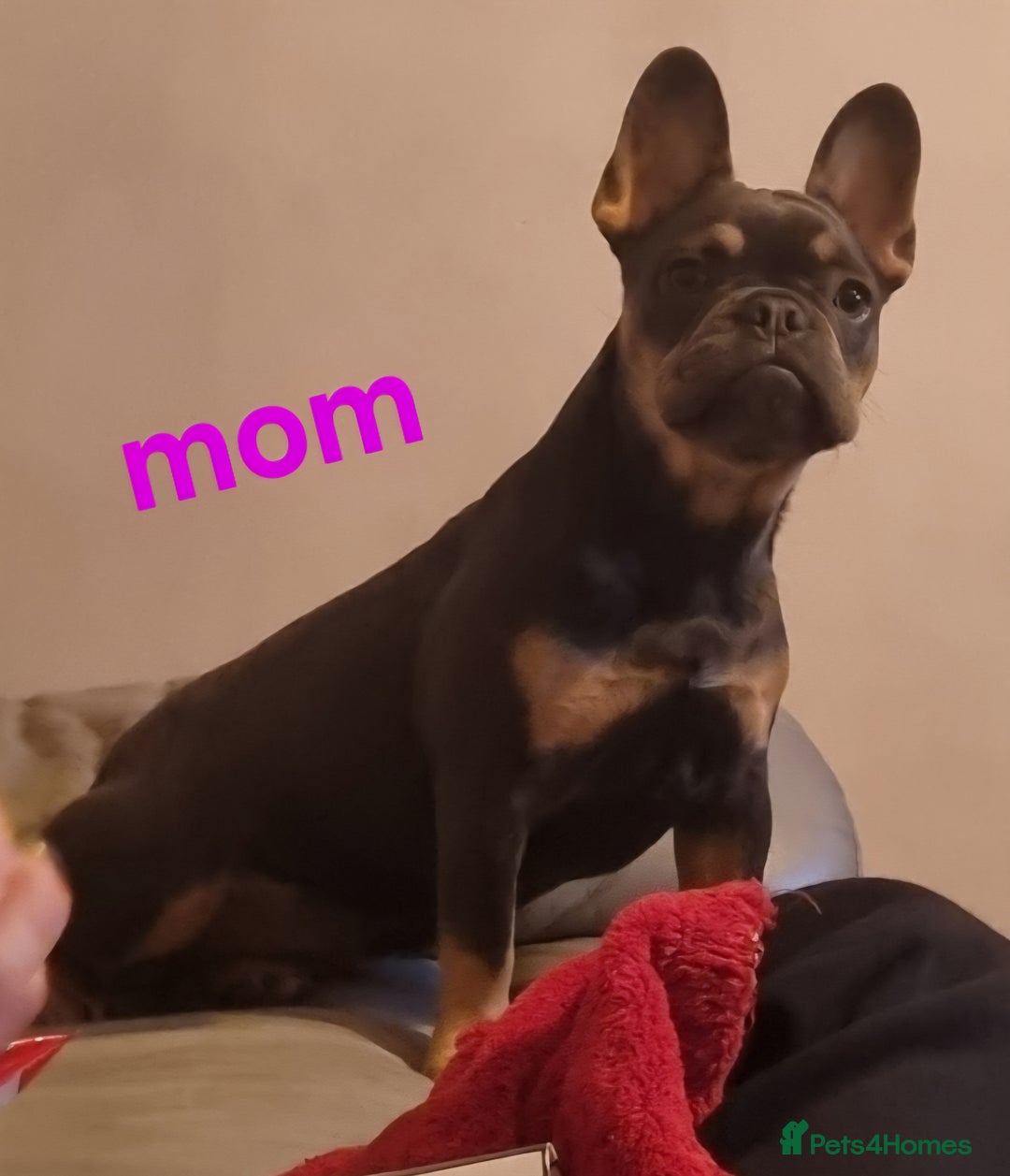 Mixed Breed dogs for sale: FROCKERS. (French bulldog cross cocker spaniel) - Image 16