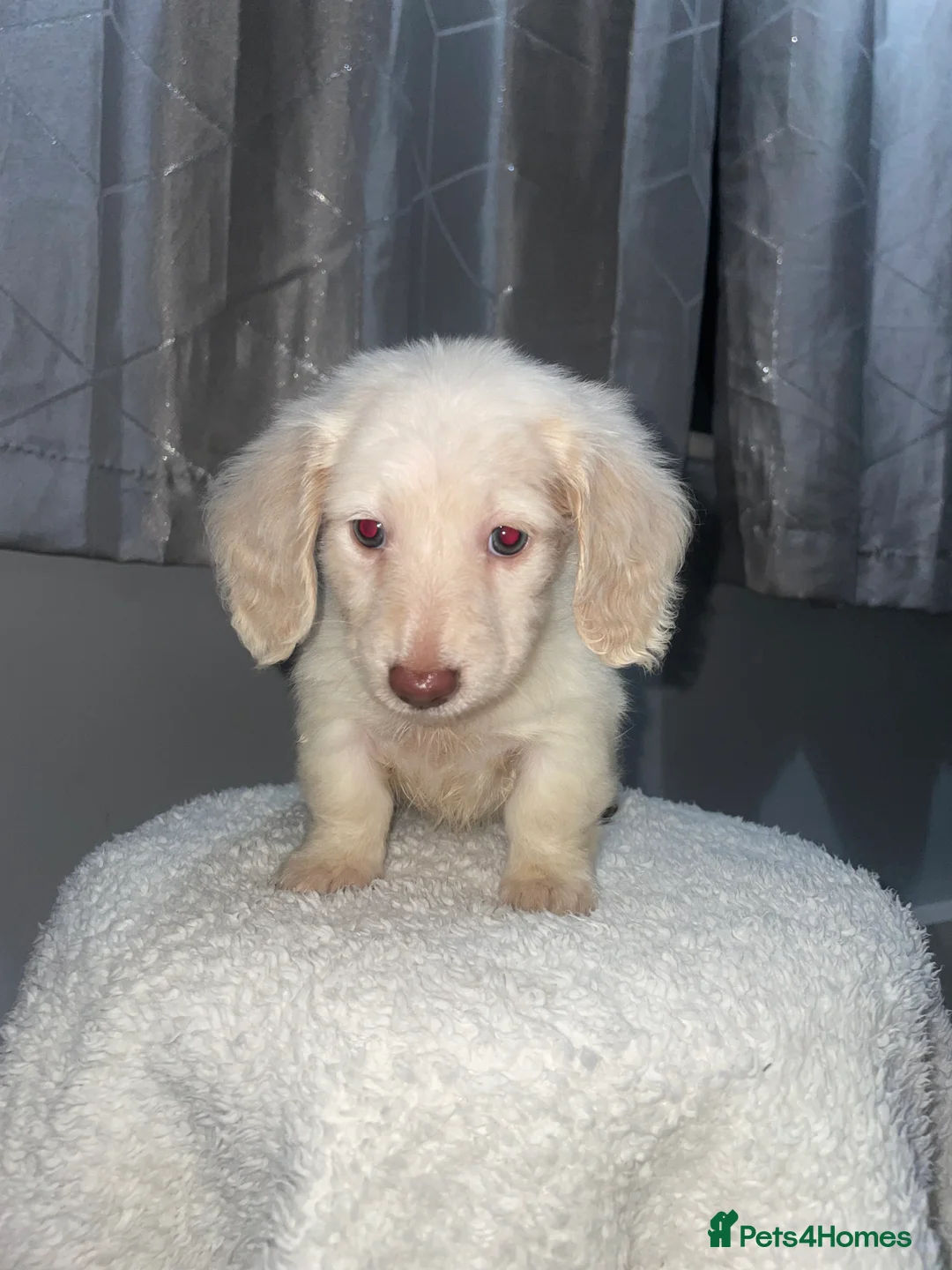 Miniature Dachshund dogs for sale: Longhaired mini creams  - Advert 1