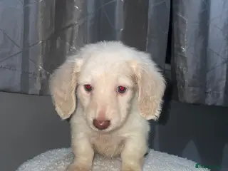 Miniature Dachshund dogs Longhaired mini creams - Advert 2