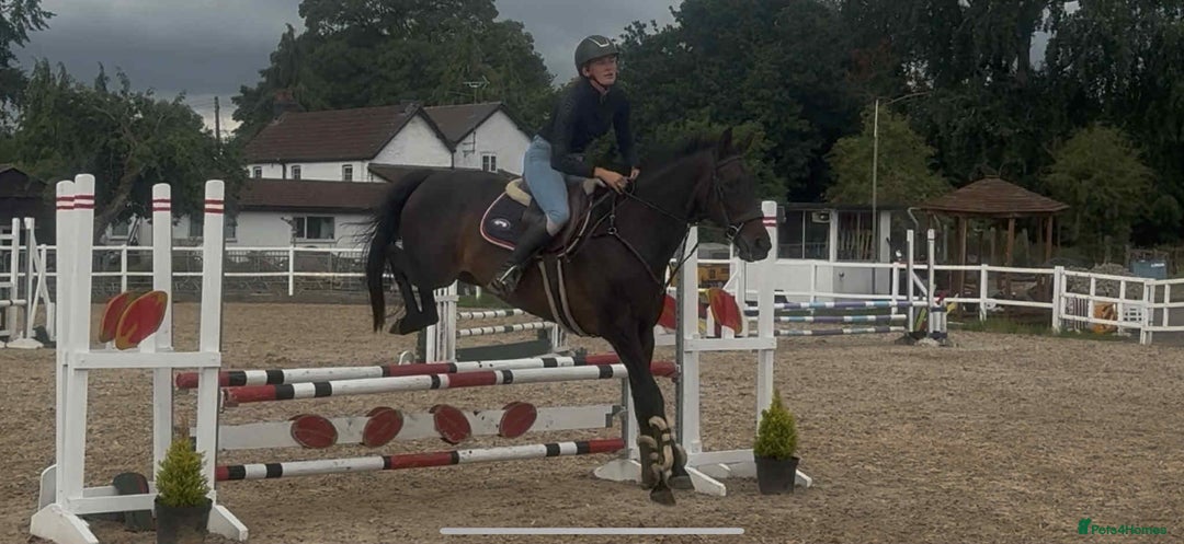 English Thoroughbred horses for sale: Super Sally by name and nature  - Image 4